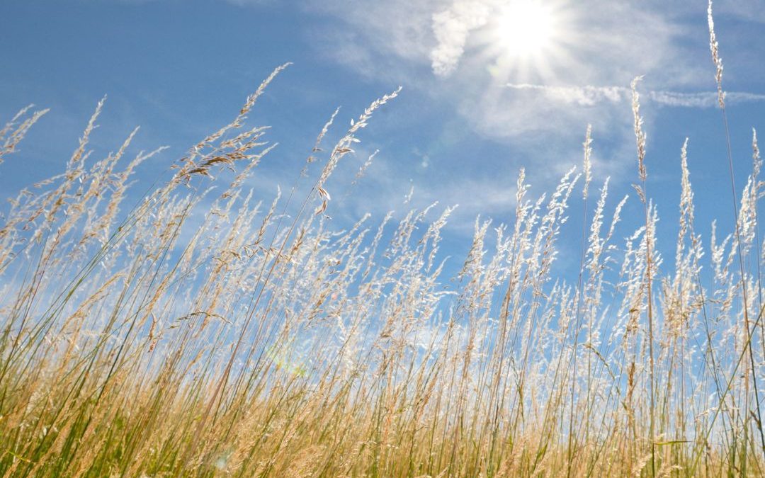 Tips to help your landscape survive a heat wave