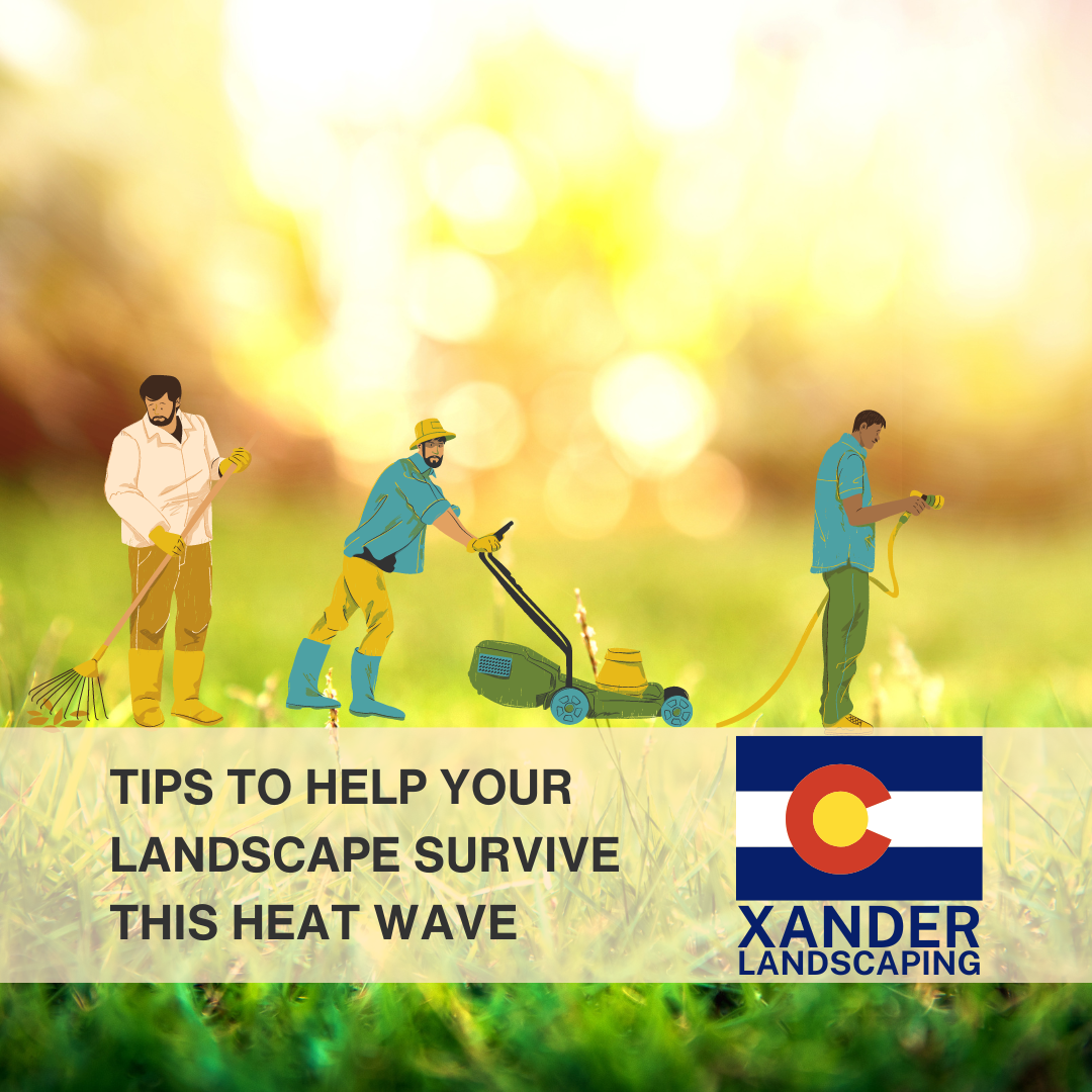 Tips to help your landscape survive this Heat Wave - Xander Landscaping Aurora Parker